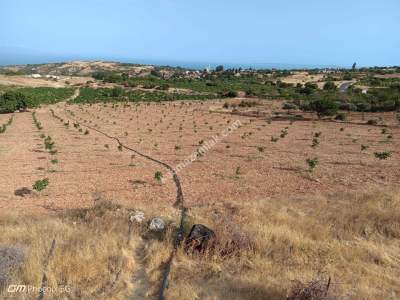 Tekirdağ Şarköy Tepeköy Mahallesi Satılık Ceviz Bahçesi 20