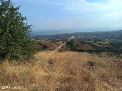 Tekirdağ Şarköy Tepeköy Mahallesi Satılık Tarla 13