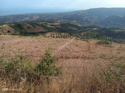 Tekirdağ Şarköy Tepeköy Mahallesi Satılık Tarla 15