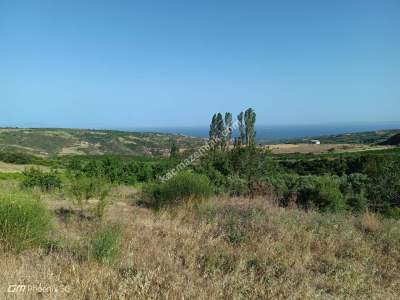 Tekirdağ Şarköy Yayaköy Mahallesi Satılık Tarla 9