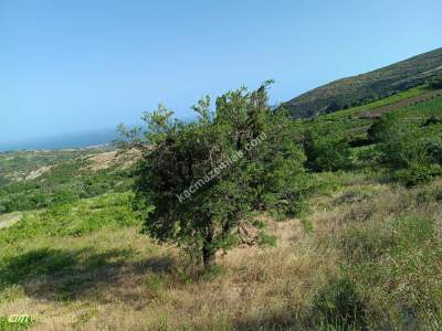 Tekirdağ Şarköy Yayaköy Mahallesi Satılık Tarla 5