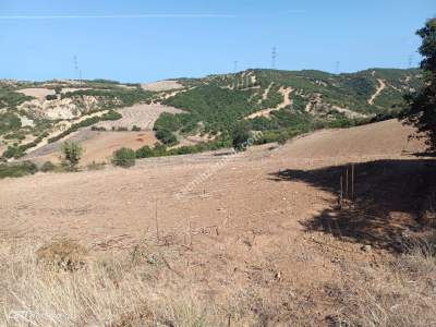 Tekirdağ Şarköy Yeniköy Mahallesi Satılık Tarla 5