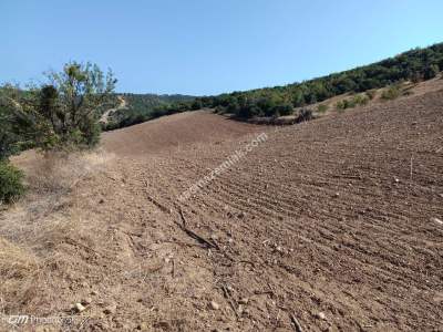 Tekirdağ Şarköy Yeniköy Mahallesi Satılık Tarla 3