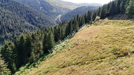 Trabzon Düzköy Yerlice'de Satılık Araziler​ 6