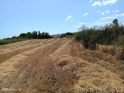 Tekirdağ Şarköy Kızılcaterzi Mahallesi Satılık Arsa 4