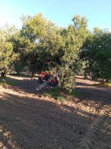 Manisa Saruhanlı Pınarbaşı Mah.satılık Zeytinlik 10