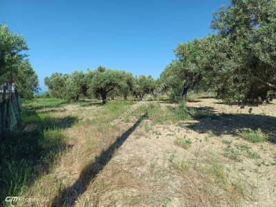 Tekirdağ Şarköy Camiikebirde Satılık Zeytinlik 6