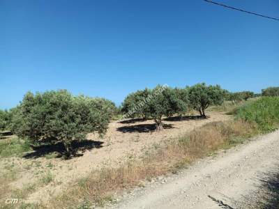 Tekirdağ Şarköy Camiikebirde Satılık Zeytinlik 2