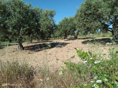 Tekirdağ Şarköy Camiikebirde Satılık Zeytinlik 7