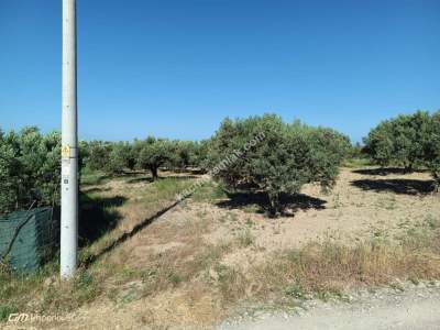 Tekirdağ Şarköy Camiikebirde Satılık Zeytinlik 3