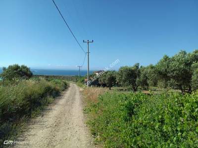 Tekirdağ Şarköy Camiikebirde Satılık Zeytinlik 1