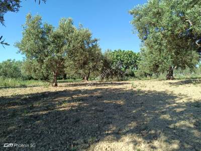 Tekirdağ Şarköy Camiikebirde Satılık Zeytinlik 4