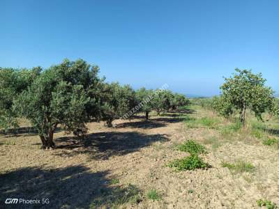 Tekirdağ Şarköy Camiikebirde Satılık Zeytinlik 5