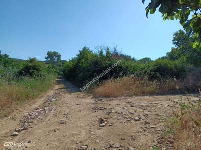 Tekirdağ Şarköy Camiikebir Mahallesi Satılık Zeytinlik 2