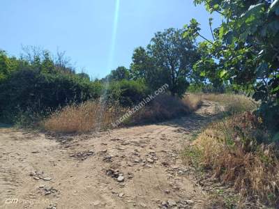 Tekirdağ Şarköy Camiikebir Mahallesi Satılık Zeytinlik 3