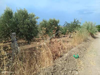 Tekirdağ Şarköy Camiikebir Mahallesi Satılık Zeytinlik 2