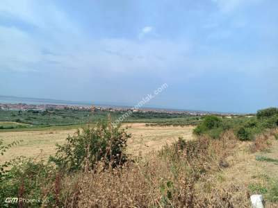 Tekirdağ Şarköy Camiikebir Mahallesi Satılık Zeytinlik 12