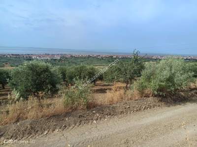 Tekirdağ Şarköy Camiikebir Mahallesi Satılık Zeytinlik 1