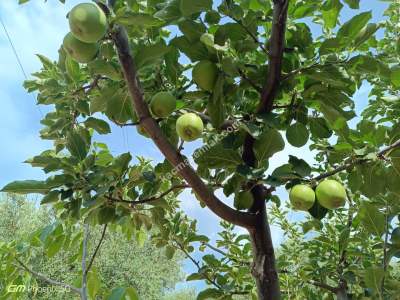 Tekirdağ Şarköy Camiikebir Mahallesi Satılık Zeytinlik 9