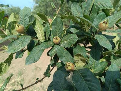 Tekirdağ Şarköy Camiikebir Mahallesi Satılık Zeytinlik 8