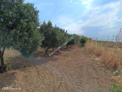 Tekirdağ Şarköy Camiikebir Mahallesi Satılık Zeytinlik 14