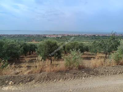 Tekirdağ Şarköy Camiikebir Mahallesi Satılık Zeytinlik 3