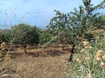 Tekirdağ Şarköy Camiikebir Mahallesi Satılık Zeytinlik 4