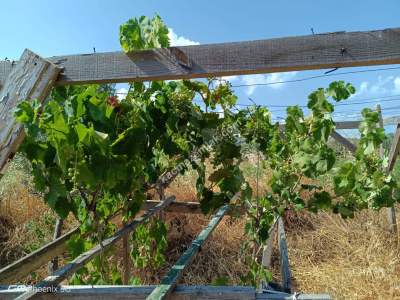 Tekirdağ Şarköy Camiikebir Mahallesi Satılık Zeytinlik 6