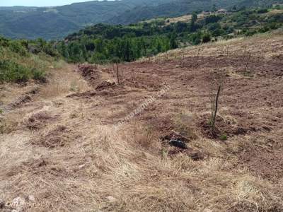 Tekirdağ Şarköy Çengelli Mahallesi Satılık Zeytinlik 12