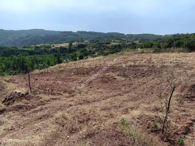 Tekirdağ Şarköy Çengelli Mahallesi Satılık Zeytinlik 10