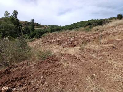 Tekirdağ Şarköy Çengelli Mahallesi Satılık Zeytinlik 3