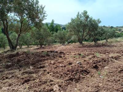 Tekirdağ Şarköy Çengelli Mahallesi Satılık Zeytinlik 7