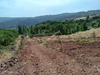 Tekirdağ Şarköy Çengelli Mahallesi Satılık Zeytinlik 8