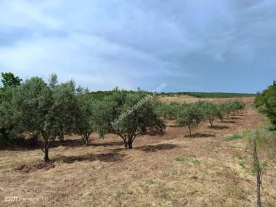 Tekirdağ Şarköy Çengelli Mahallesi Satılık Zeytinlik 4