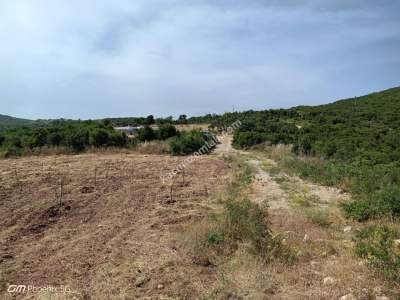 Tekirdağ Şarköy Çengelli Mahallesi Satılık Zeytinlik 11