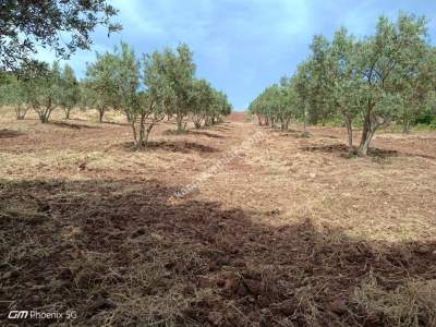 Tekirdağ Şarköy Çengelli Mahallesi Satılık Zeytinlik 6