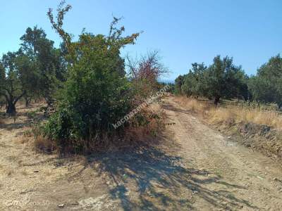 Tekirdağ Şarköy Çınarlı Mahallesi Satılık Zeytinlik 4