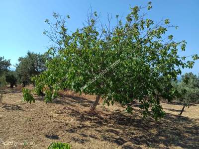 Tekirdağ Şarköy Çınarlı Mahallesi Satılık Zeytinlik 6