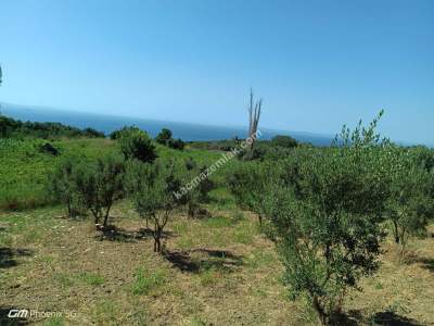 Tekirdağ Şarköy Çınarlı Mahallesi Satılık Zeytinlik 4