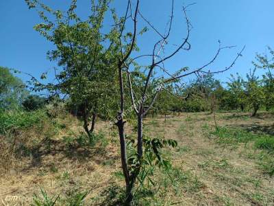 Tekirdağ Şarköy Çınarlı Mahallesi Satılık Meyve Bahçesi 14