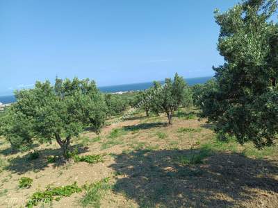 Tekirdağ Şarköy Eriklice Mahallesi Satılık Zeytinlik 7