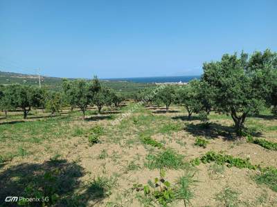 Tekirdağ Şarköy Eriklice Mahallesi Satılık Zeytinlik 6