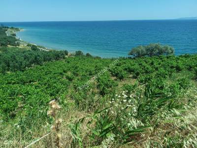 Tekirdağ Şarköy Gaziköy Mahallesi Satılık Zeytinlik 12