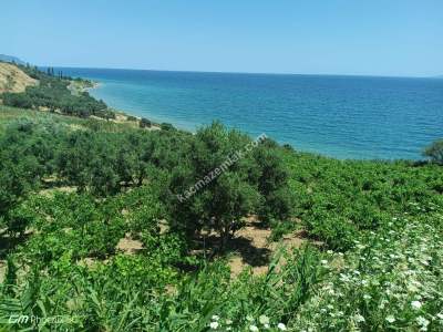 Tekirdağ Şarköy Gaziköy Mahallesi Satılık Zeytinlik 11