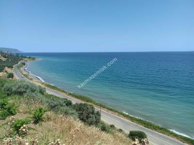 Tekirdağ Şarköy Gaziköy Mahallesi Satılık Zeytinlik 15