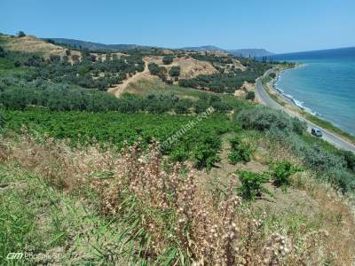 Tekirdağ Şarköy Gaziköy Mahallesi Satılık Zeytinlik 14