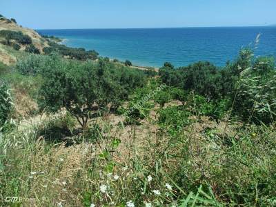 Tekirdağ Şarköy Gaziköy Mahallesi Satılık Zeytinlik 10