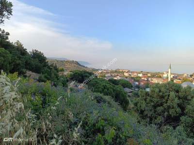 Tekirdağ Şarköy Hoşköy Mahallesi Satılık Zeytinlik 9