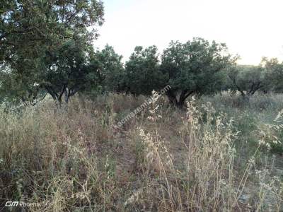 Tekirdağ Şarköy Hoşköy Mahallesi Satılık Zeytinlik 5