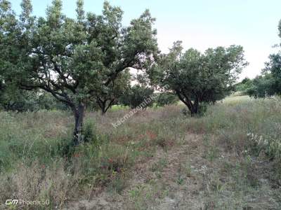 Tekirdağ Şarköy Hoşköy Mahallesi Satılık Zeytinlik 13